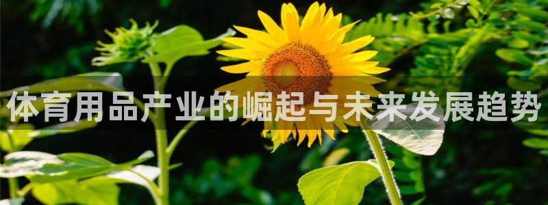 欧陆娱乐脚本：体育用品产业的崛起与未来发展趋势